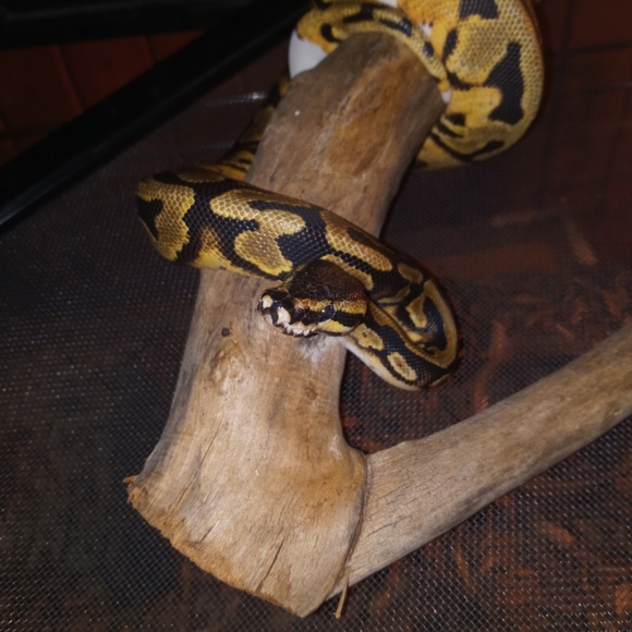 Meet your Posher, Kylee - Picture 4 of 8